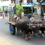 Ochsengefährt auf Hauptstrasse in Mui Ne, Vietnam